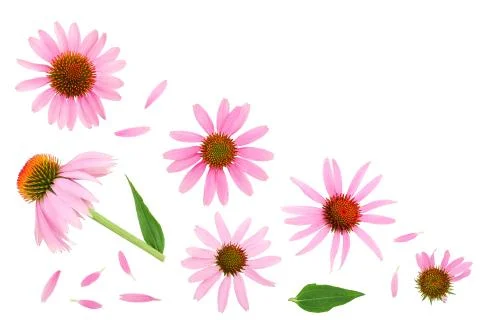 Coneflower or Echinacea purpurea isolated on white background with copy space Stock Photos