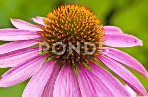 Coneflower Stock Photos