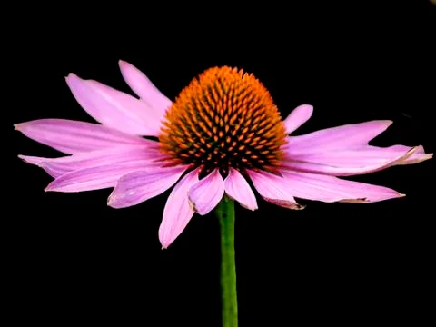 Coneflower Stock Photos