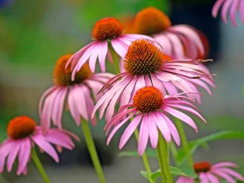 Coneflower 스톡 사진