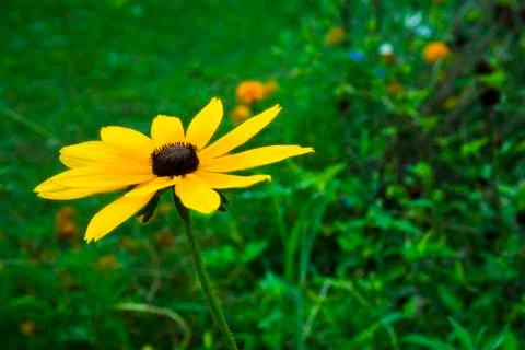 Coneflower Stock Photos