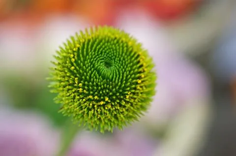 Coneflower Foto stock