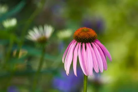 Coneflower Stock Photos