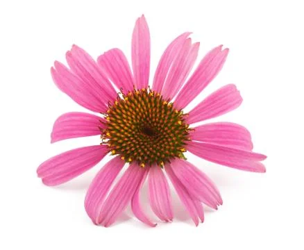 Coneflower Stock Photos