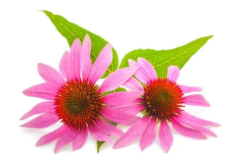 Coneflower Stock Photos