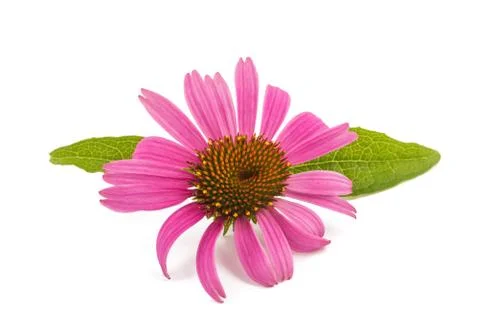 Coneflower Stock Photos