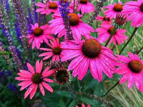 Coneflower Stock Photos