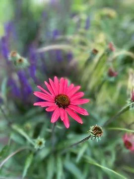 Coneflower Stock Photos