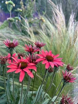 Coneflower Stock Photos
