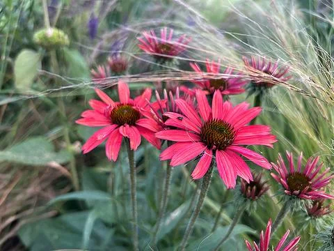 Coneflower Stock Photos