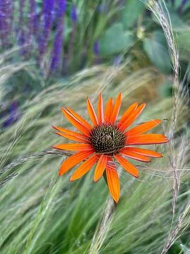 Coneflower Foto stock