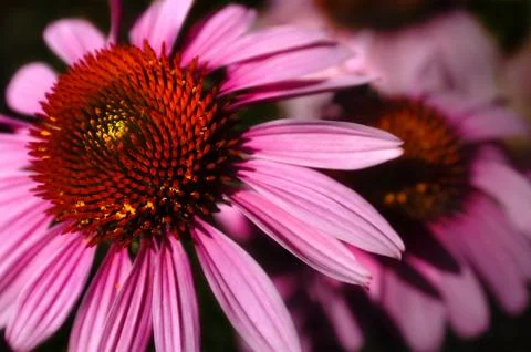 CONEFLOWER in sunlight Stock Photos