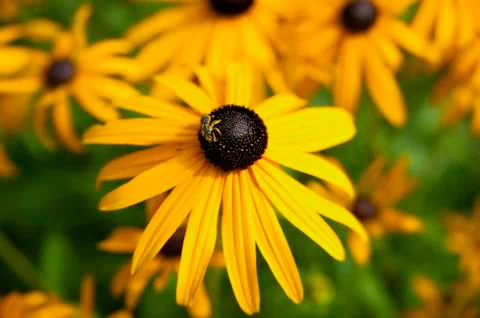 Coneflower,echinacea Stock Photos