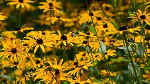 Coneflowers flutter in the wind. Crickets on the background. Stock Footage 81066003