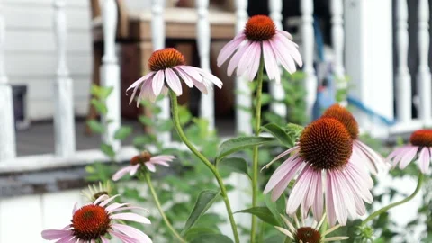 Coneflowers in a garden Stock Footage 169112275
