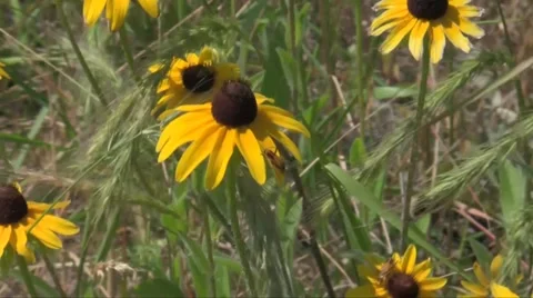 Coneflowers with insects waving in wind Stock Footage 40733402
