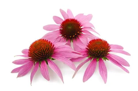 Coneflowers Stock Photos