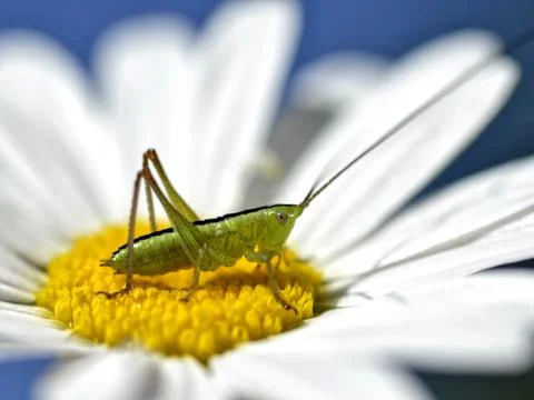 Conehead cricket on daisy Stock Photos