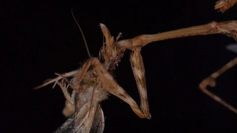 Conehead mantis extreme macro devour Stock Footage 127840801