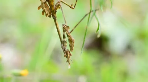 Conehead Mantis.mp4 Stock Footage 21884208