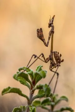Conehead praying mantis Stock Photos