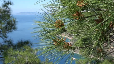 Conelets of pine tree against the sea Stock Footage 304264180