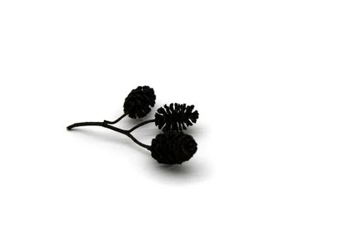 Cones of alder Stock-Fotos