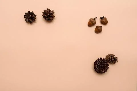 Cones and acorns on the table. space for text Stock Photos