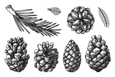 Cones and branches of different plants Isolated on white background. Sketch Stock Illustration