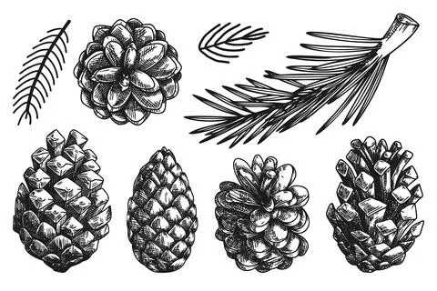 Cones and branches of different plants Isolated on white background. Sketch,  Stock Illustration