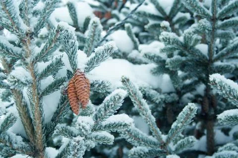 Cones and branches of spruce Stock Photos