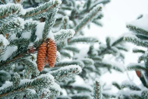 Cones and branches of spruce Stock Photos