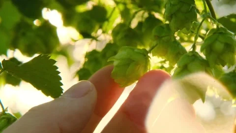 Cones and leaves of hops in the sun glare in a hand close-up. Stock Footage 313080691
