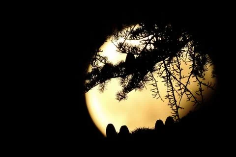 Cones and needles of a cedrus tree are silhouetted against the fool moon Stock Photos