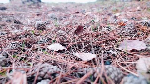 Cones and needles on the ground in the forest Stock Footage 163418108
