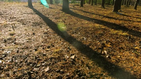 Cones and needles on the ground in a pine forest Stock Footage 166123480