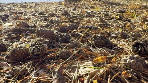 Cones and pine needles on forest floor in sunlight, close-up of forest soil Stock Footage 330405536