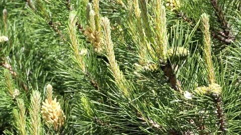 Cones and young shoots on a mountain pine Stock Footage 196105037