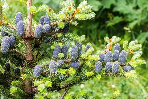 The cones are blue. Stock Photos