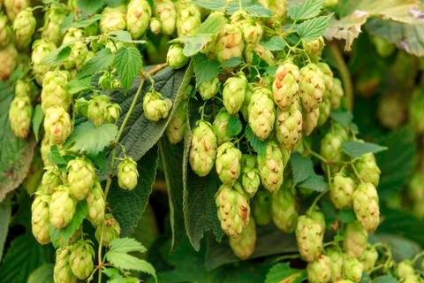Cones of aromatic hops hang down in dense racemes. Stock Photos