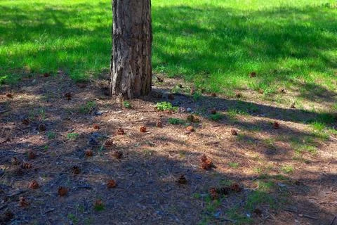 Cones ate around the trunk Stock Photos