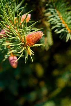 Cones ate close-up. Brown cones on the background of green larch needles. Close Stock Photos