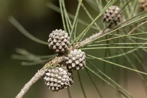 Cones of Australian pine Stock Photos