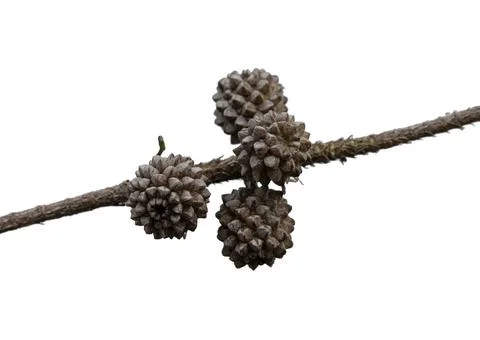 Cones of Australian pine Stock-Fotos