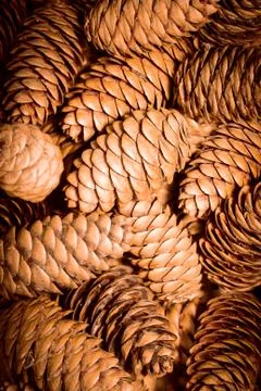 Cones in the background Stock Photos