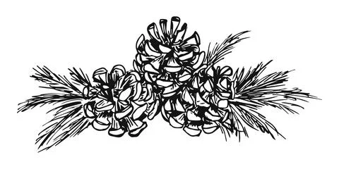 Cones on a branch hand-drawn, Design elements for invitations, greeting cards Stock Illustration