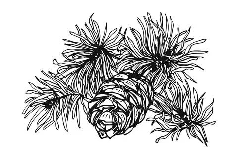 Cones on a branch hand-drawn, Design elements for invitations, greeting cards Stock Illustration