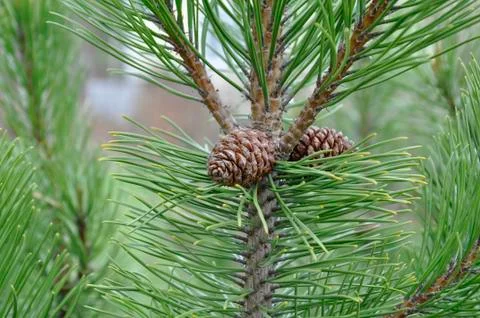Cones on a branch Stock Photos