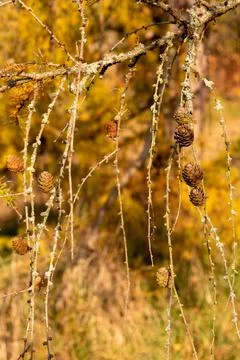 Cones on the branch. Fotos Stock