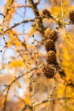 Cones on the branch. Fotos Stock
